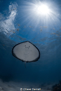 "Ray Under Rays"
Since the Ray's are so used to snorkele... by Chase Darnell 
